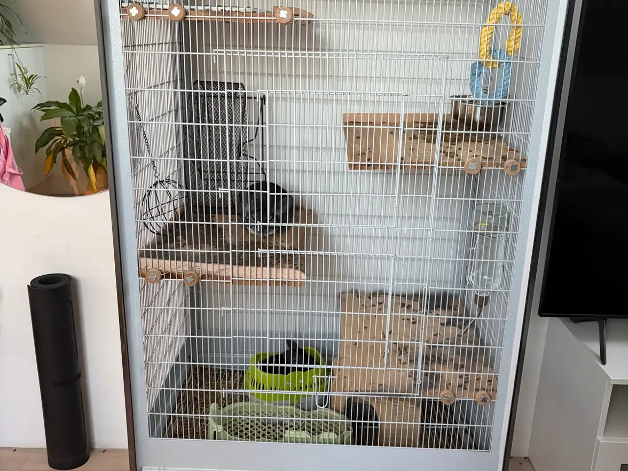 Billede 4 - Chinchilla 2 hun