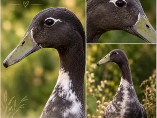 Indiske løbeænder