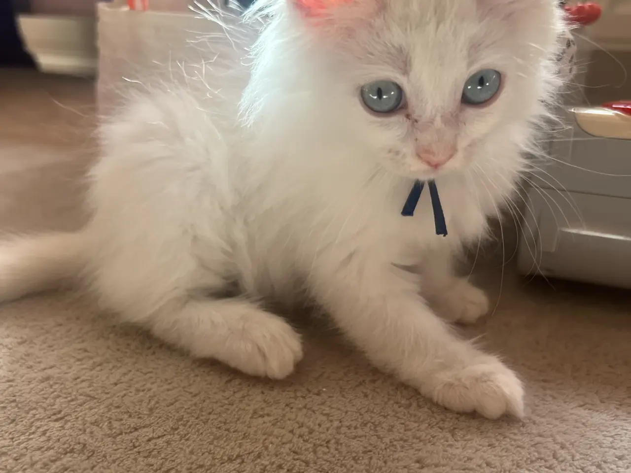 Billede 1 - Ragdoll/maine coon 