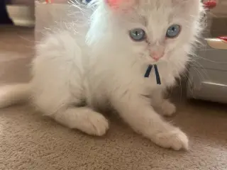 Ragdoll/maine coon 