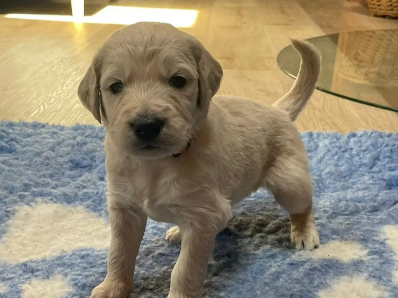 Billede 11 - Goldendoodles hvalpe NYE BILLEDER og PRIS