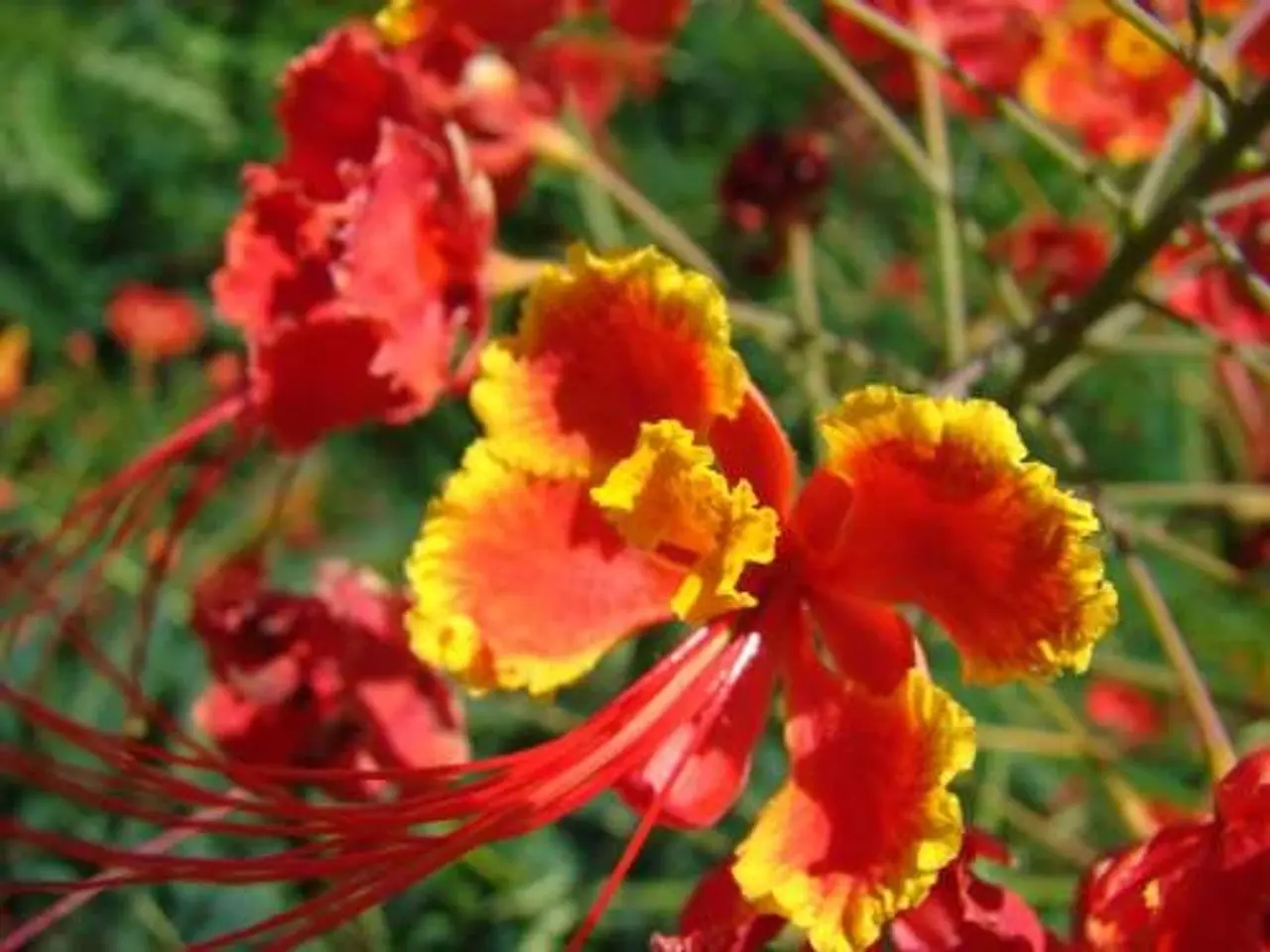Billede 6 - 40 Påfugl frø (Caesalpinia Pulcherrima) inkl. lev.