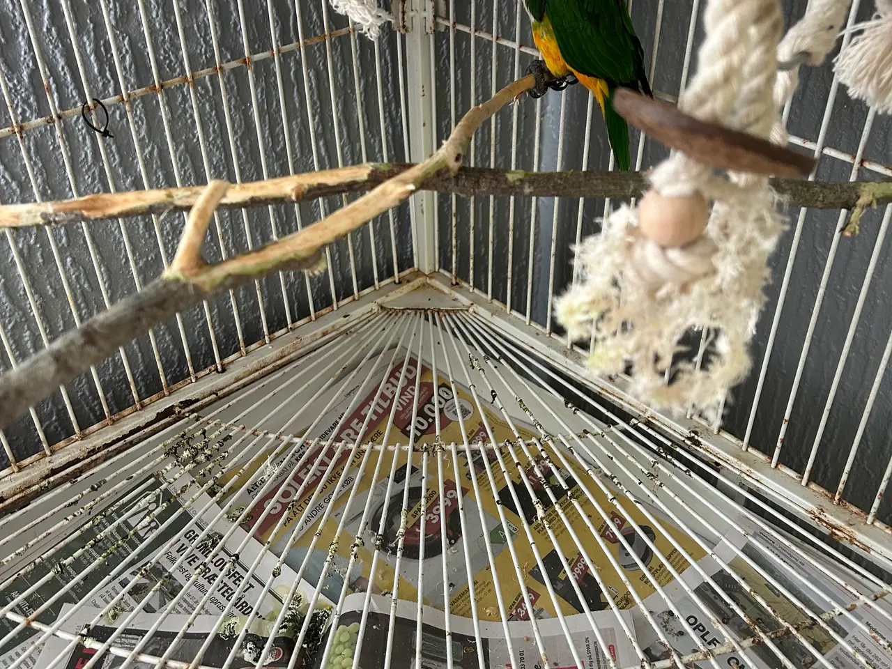 Billede 1 - Sortkappet caique