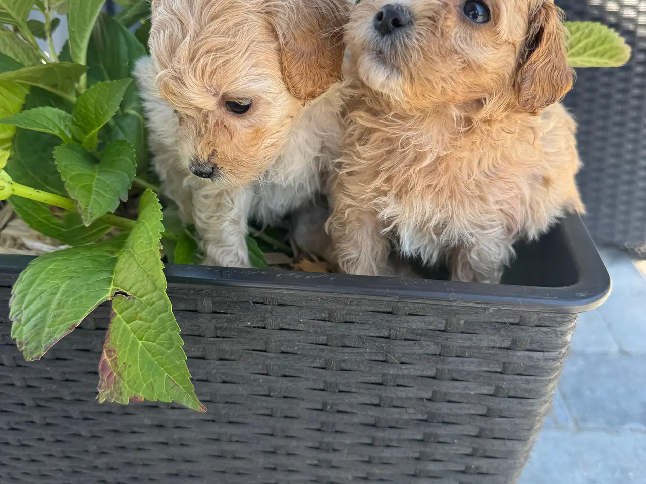 Billede 1 - 🐶Små Maltipoo hvalpe til salg🐶