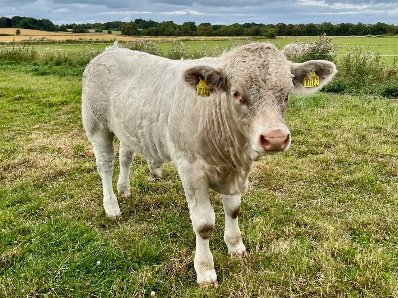 Billede 1 - Charolais tyrekalve 