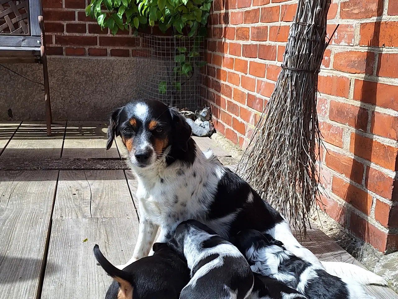Billede 5 - DS/cockerspanielblanding