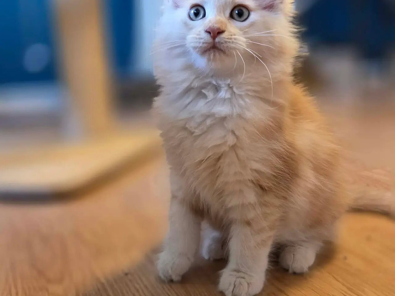 Billede 1 - Maine coon - Pige
