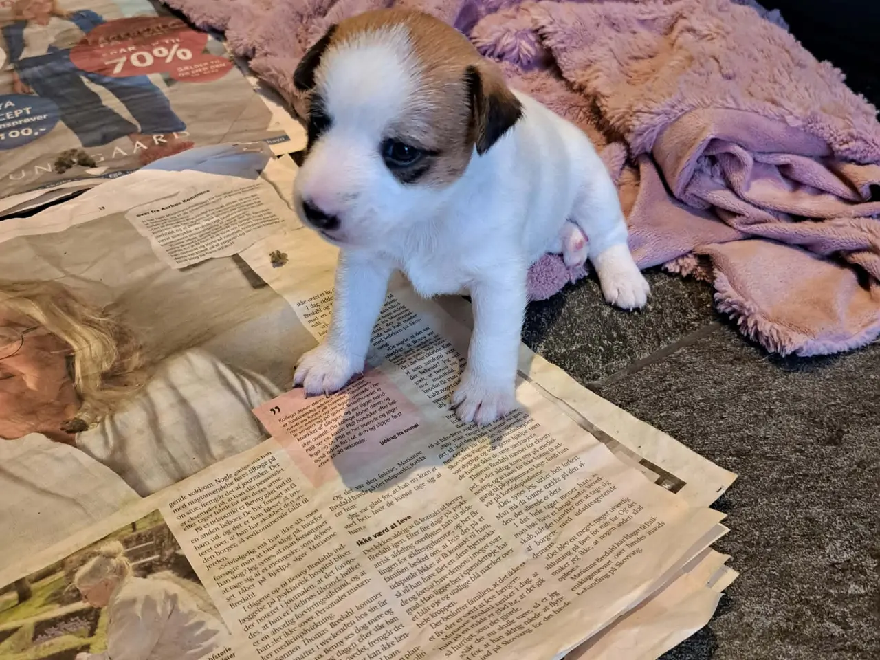 Billede 8 - Jack Russel Terrier