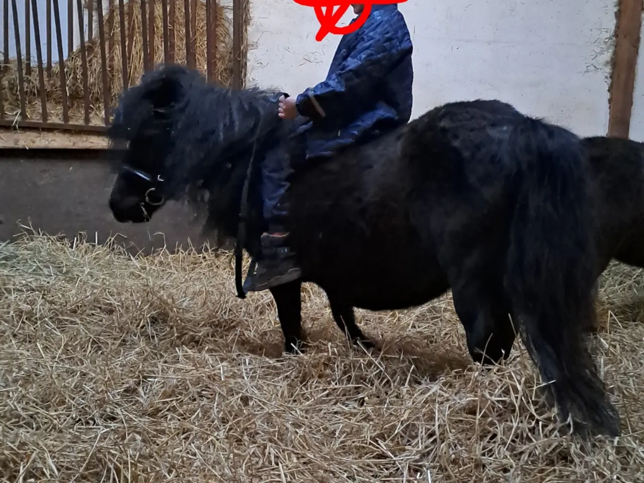 Billede 6 - verdens bedste begynder  Pony 