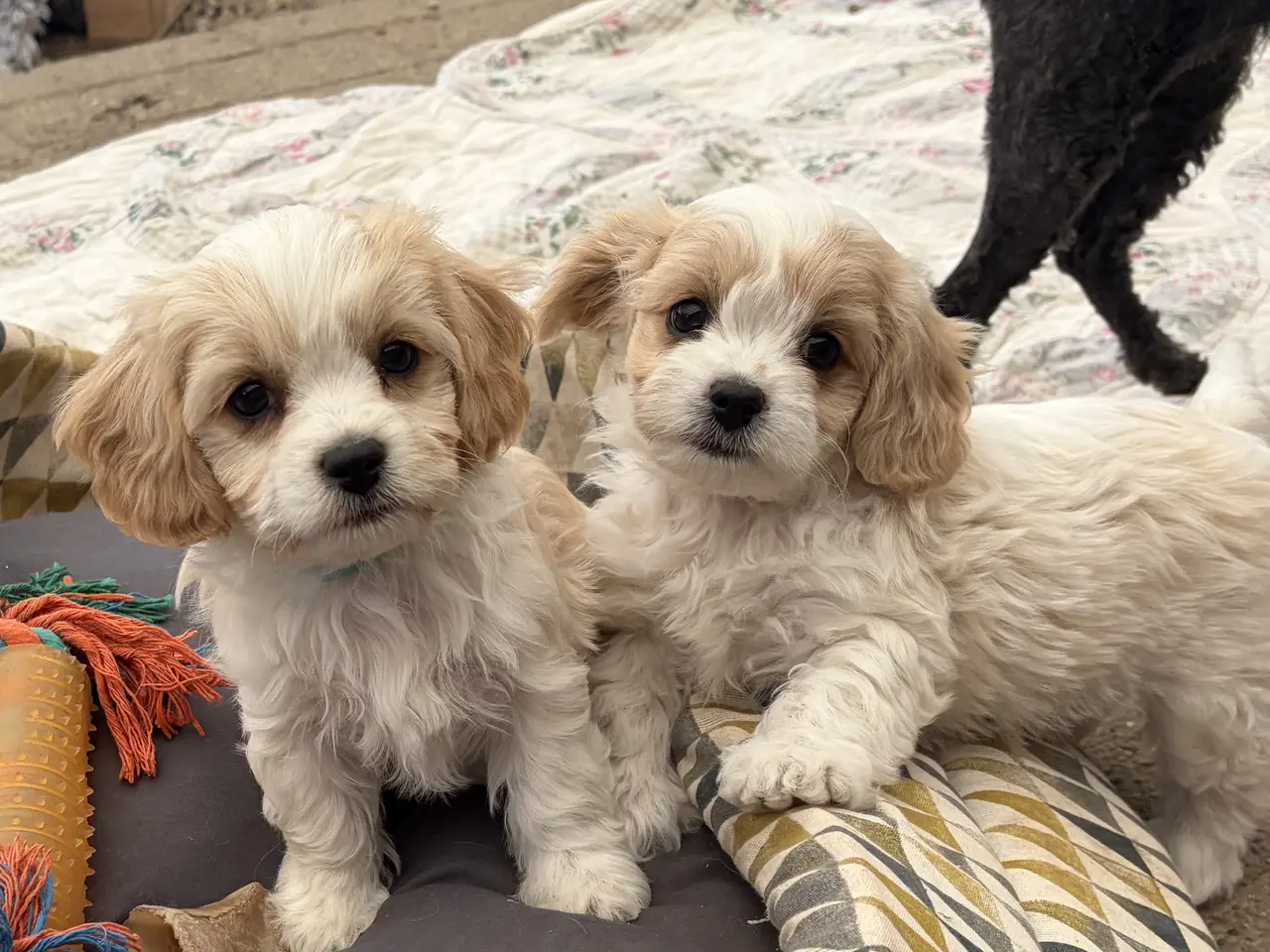 Billede 2 - De små dejligste Cavachon babyer nu!