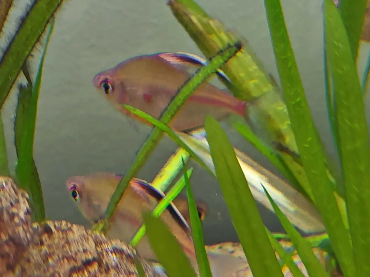 Billede 2 - Blødende Hjerte Tetra