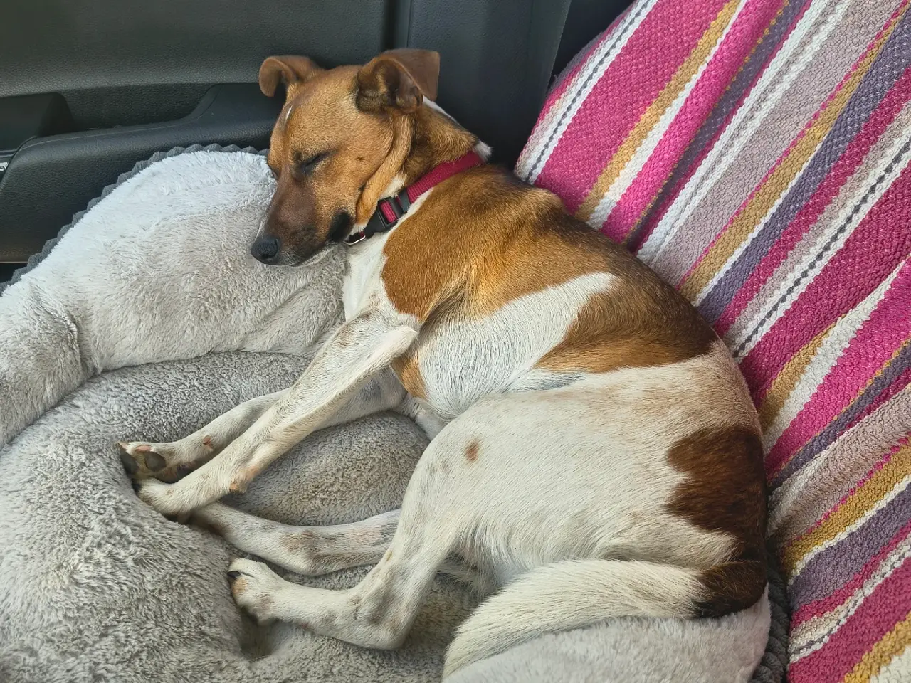 Billede 2 - Dansk svensk gårdhund