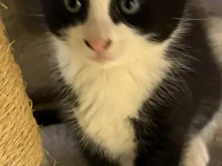 Helligbirma/ huskat