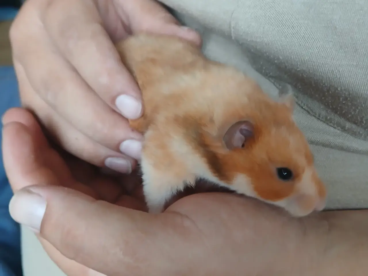 Billede 3 - Hun guldhamster med bur