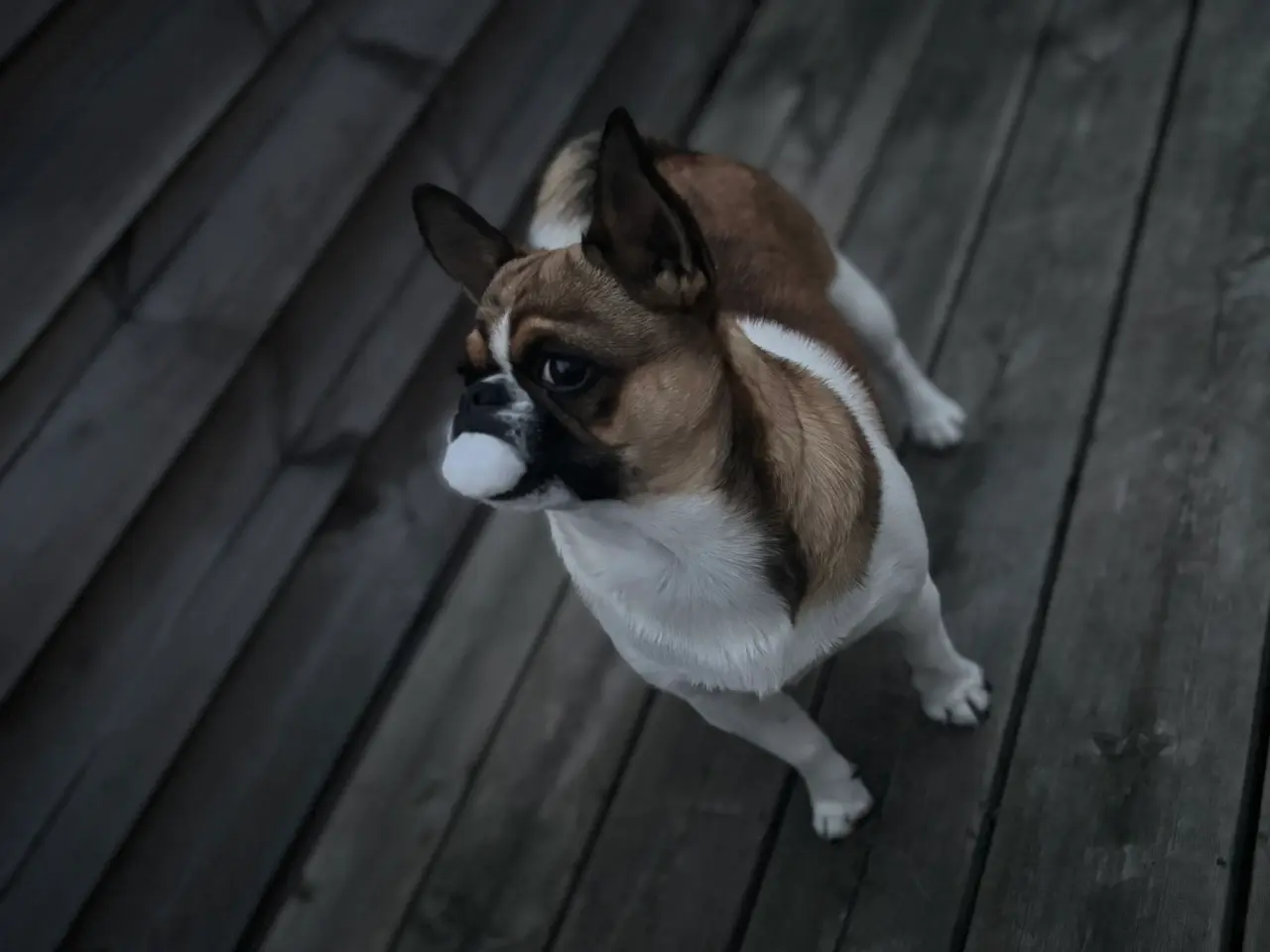 Billede 4 - Dejlig hanhund tilbydes til avl.