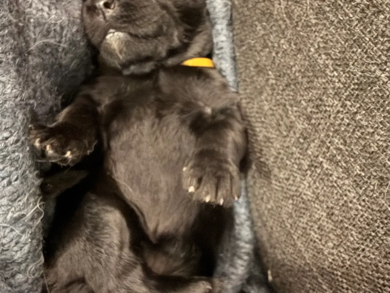Billede 12 - Dejlige double doodle af labra og goldendoodle
