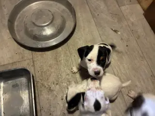 hundehvalpe dansksvensk gårdhund/skotsk terrier