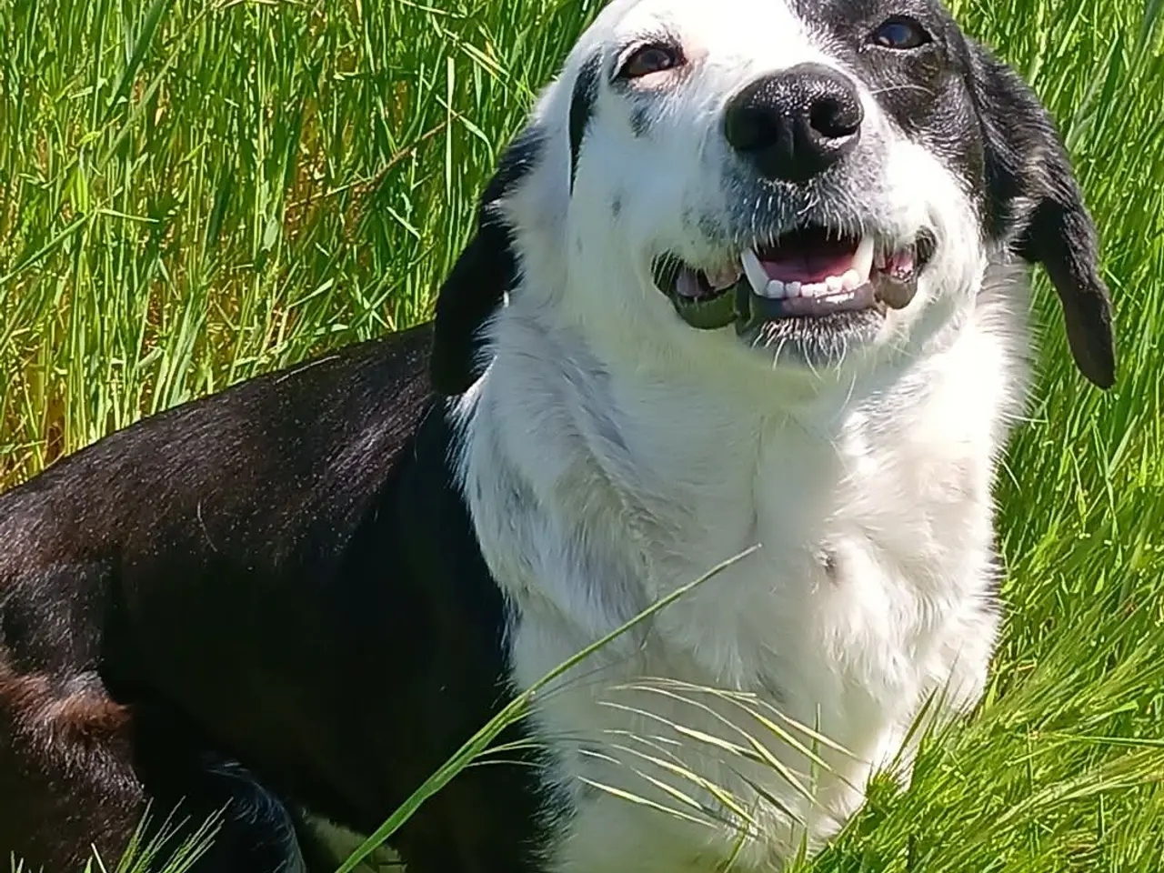 Billede 2 - Sødeste Frigg pigen søger sit eget hjem<3