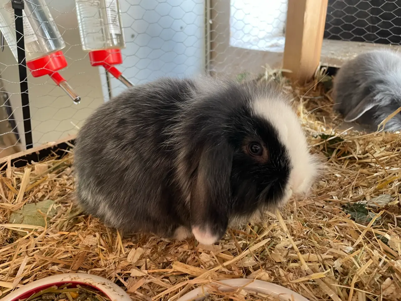 Billede 2 - Kanin unger mini lop / Lion lop