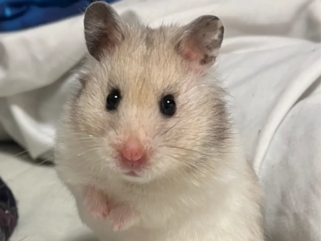 Billede 14 - Guldhamster unger