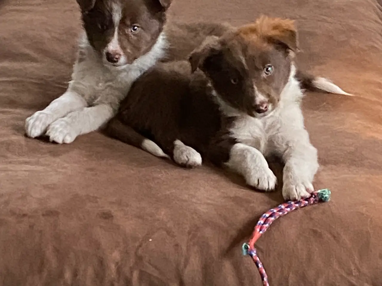 Billede 6 - Border Collie Så er vi Klar