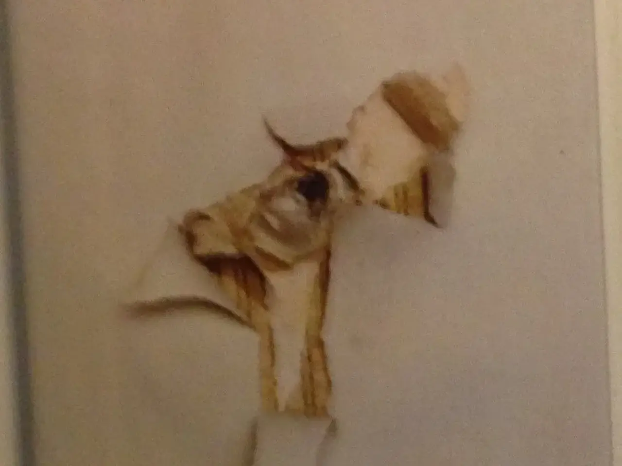 Billede 1 - Bog, Hedebølge