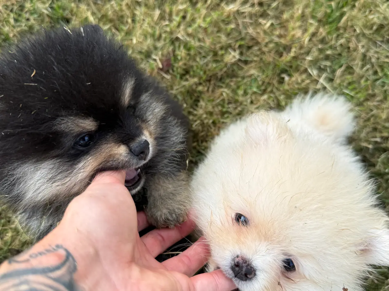 Billede 8 - Pomeranian fluffy