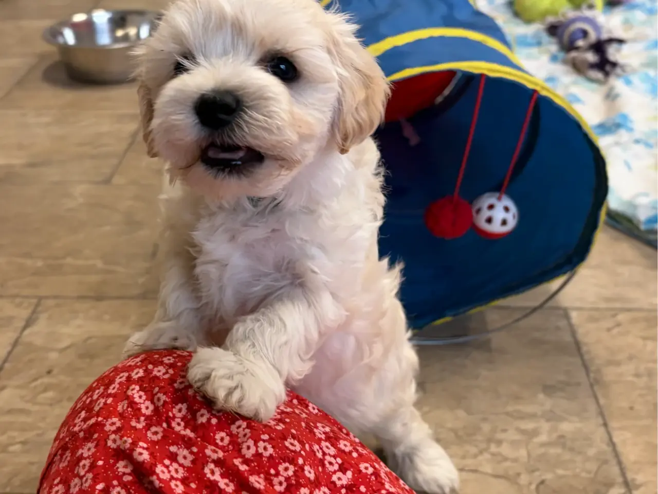 Billede 8 - Fine mini Maltipoo er rejse klar nu !