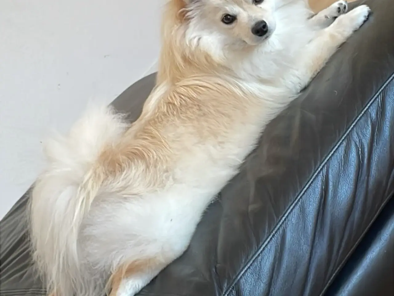 Billede 2 - Smuk Pomchi pige