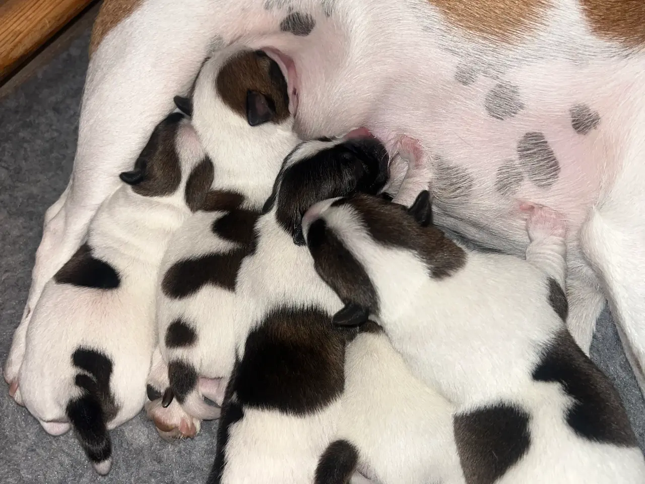Billede 2 - Skønneste Jack russel hvalpe