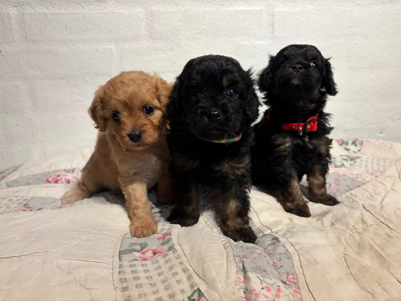 Billede 17 - Små fine mini Cavapoo babyer