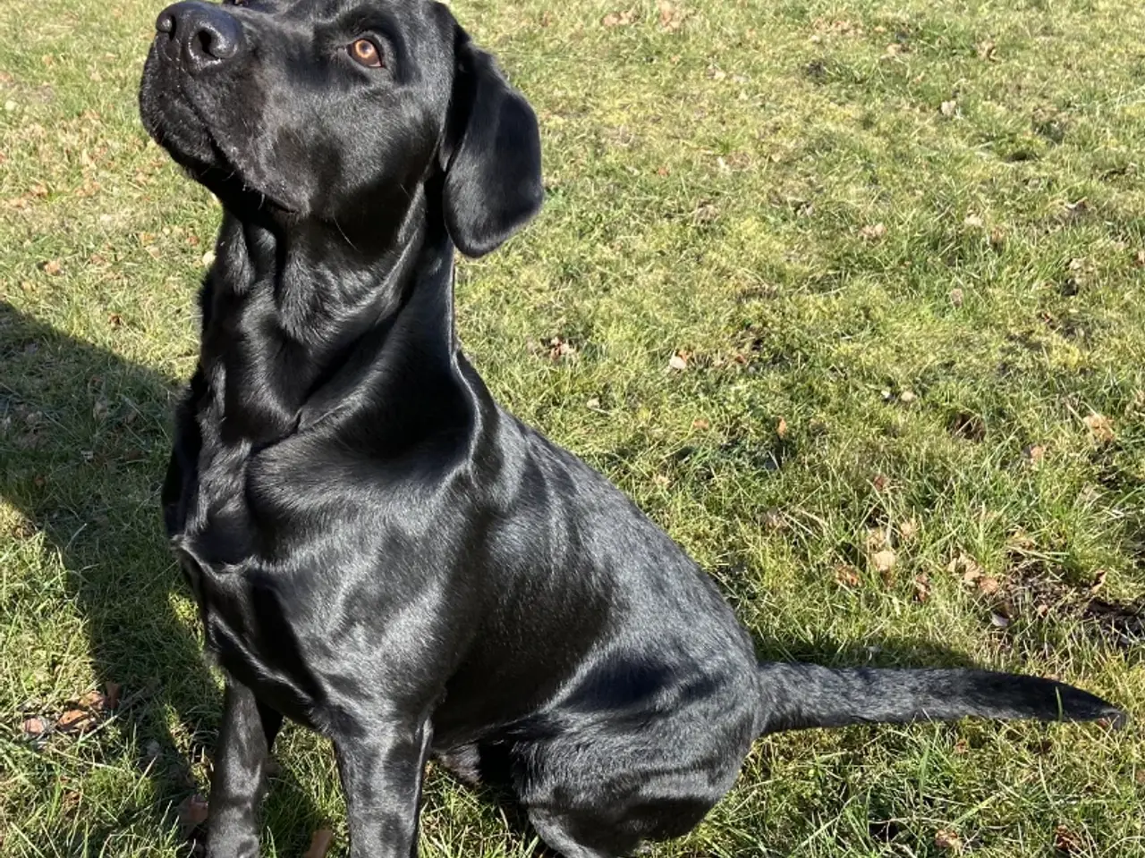 Billede 1 - Stor og muskuløs formel 1 labrador til avl/parring