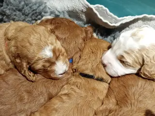 Coackapoo hvalpe(50% cocker spaniel og 50% puddel)