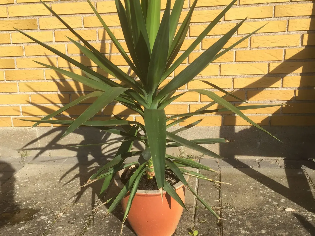Billede 6 - Yucca palmer