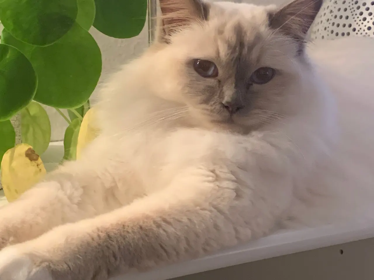 Billede 4 - To Hellig Birma katte
