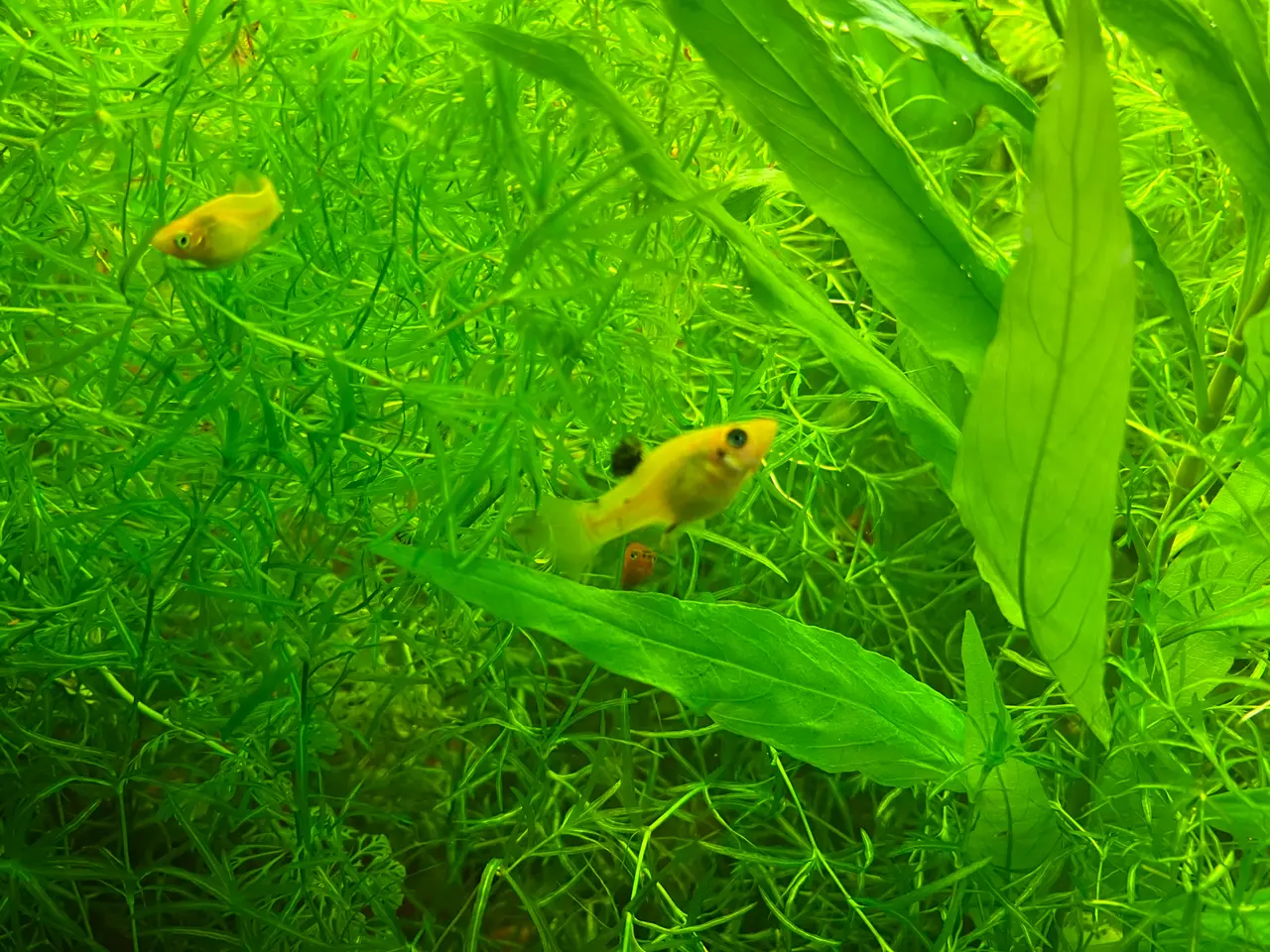 Billede 1 - Golden Molly
