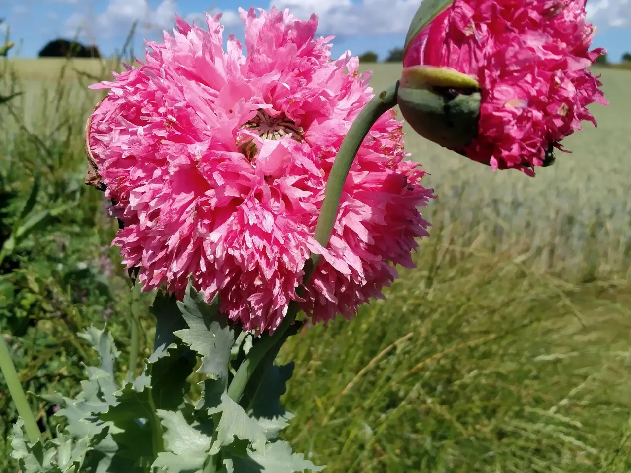 Billede 1 - Kæmpe Have Valmue Rosa - Frø