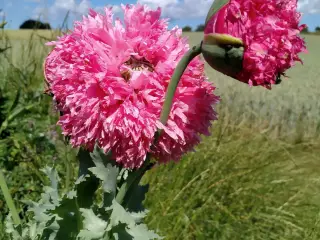 Kæmpe Have Valmue Rosa - Frø