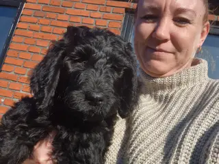 F1B Labradoodle - 3