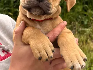 Rottweiler og Mastiff blandingshvalpe