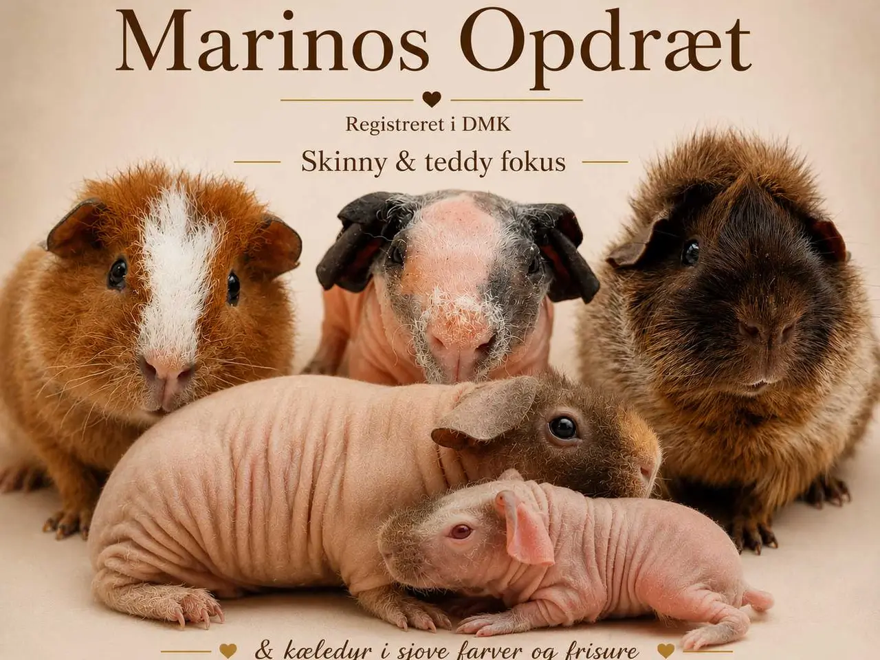 Billede 1 - Marsvin søger hjem