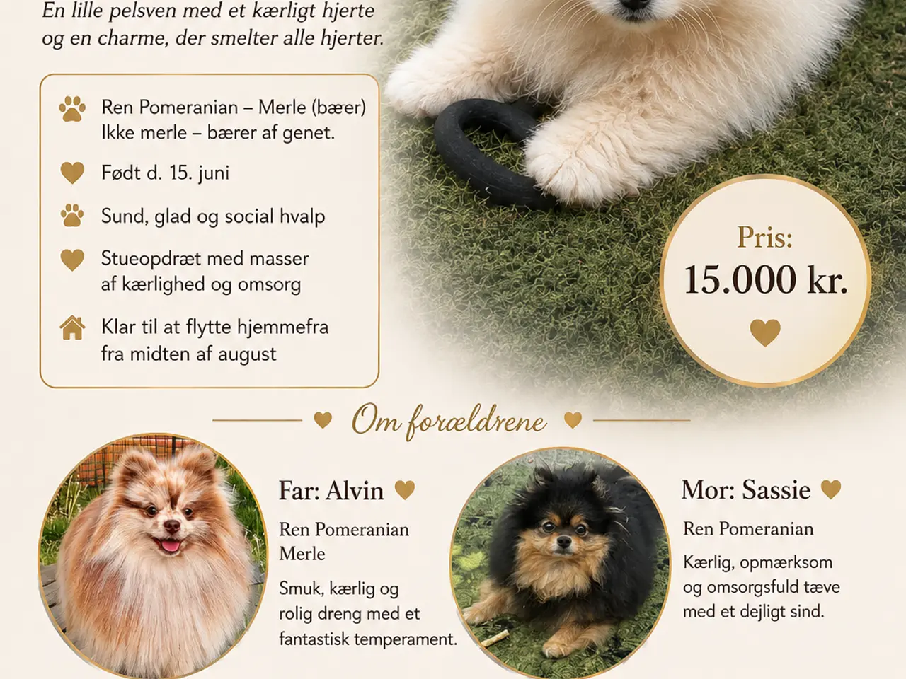 Billede 1 - Pomeranian