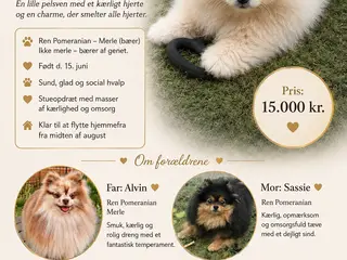 Pomeranian 