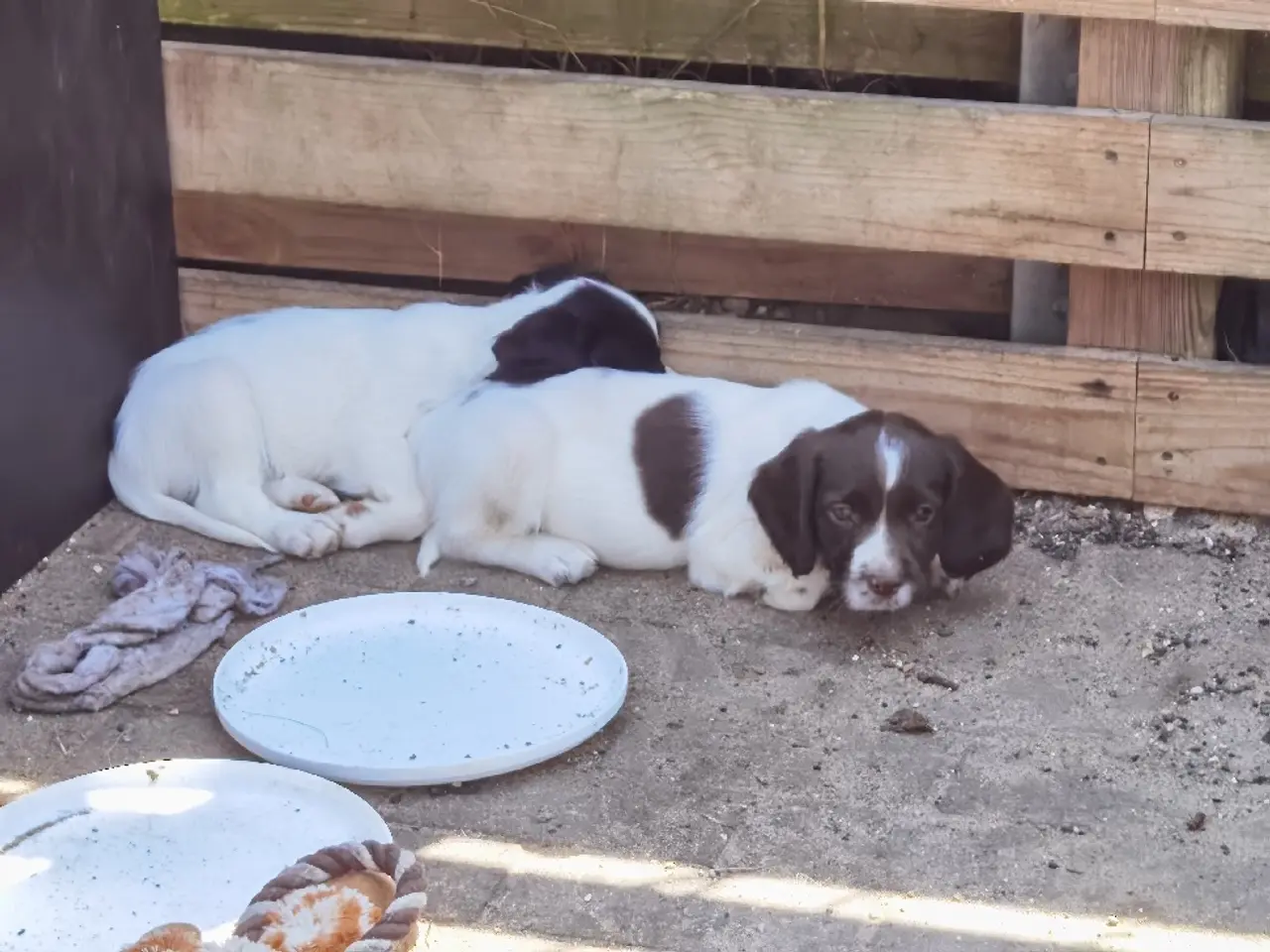 Billede 8 - FT Springer spaniels