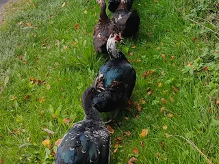 2 moskus andrikker på 1,5 år samt 1 and