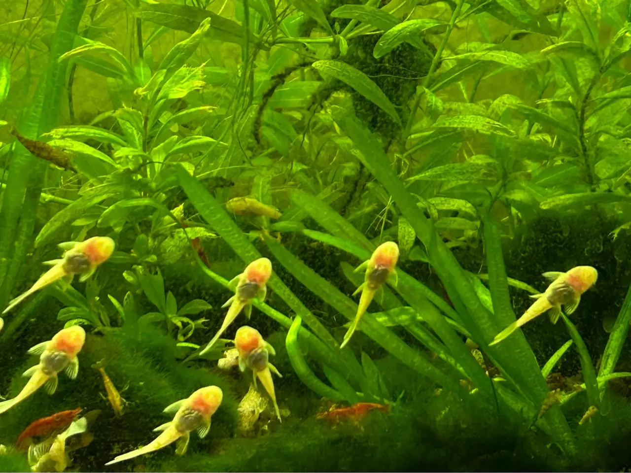 Billede 1 - ❄️🐟 Snow White Ancistrus – flotte hvide maller