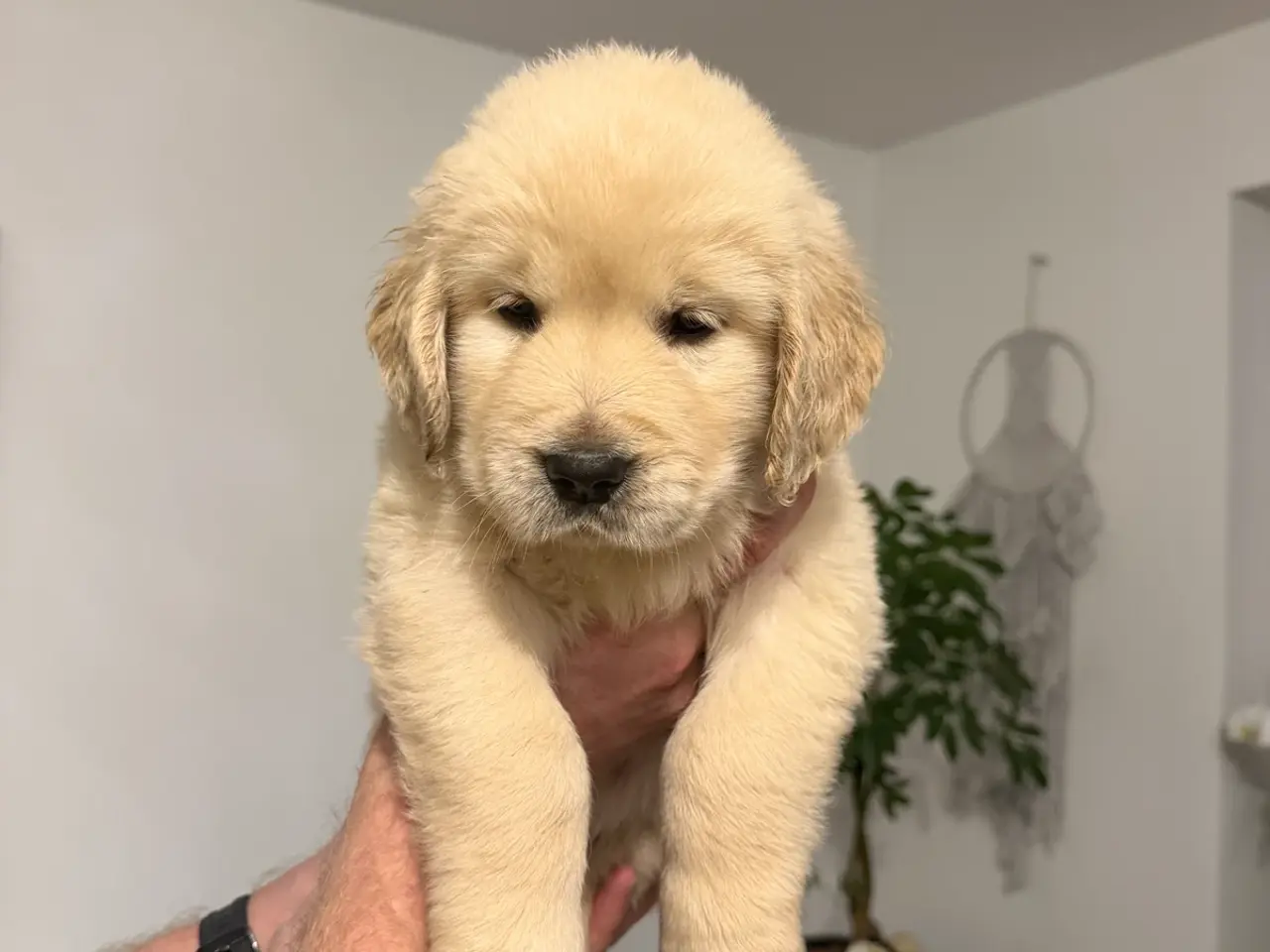 Billede 1 - Kun 3 skønne Golden Retriever hvalpe tilbage