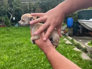 Chihuahua-hvalpe - 2
