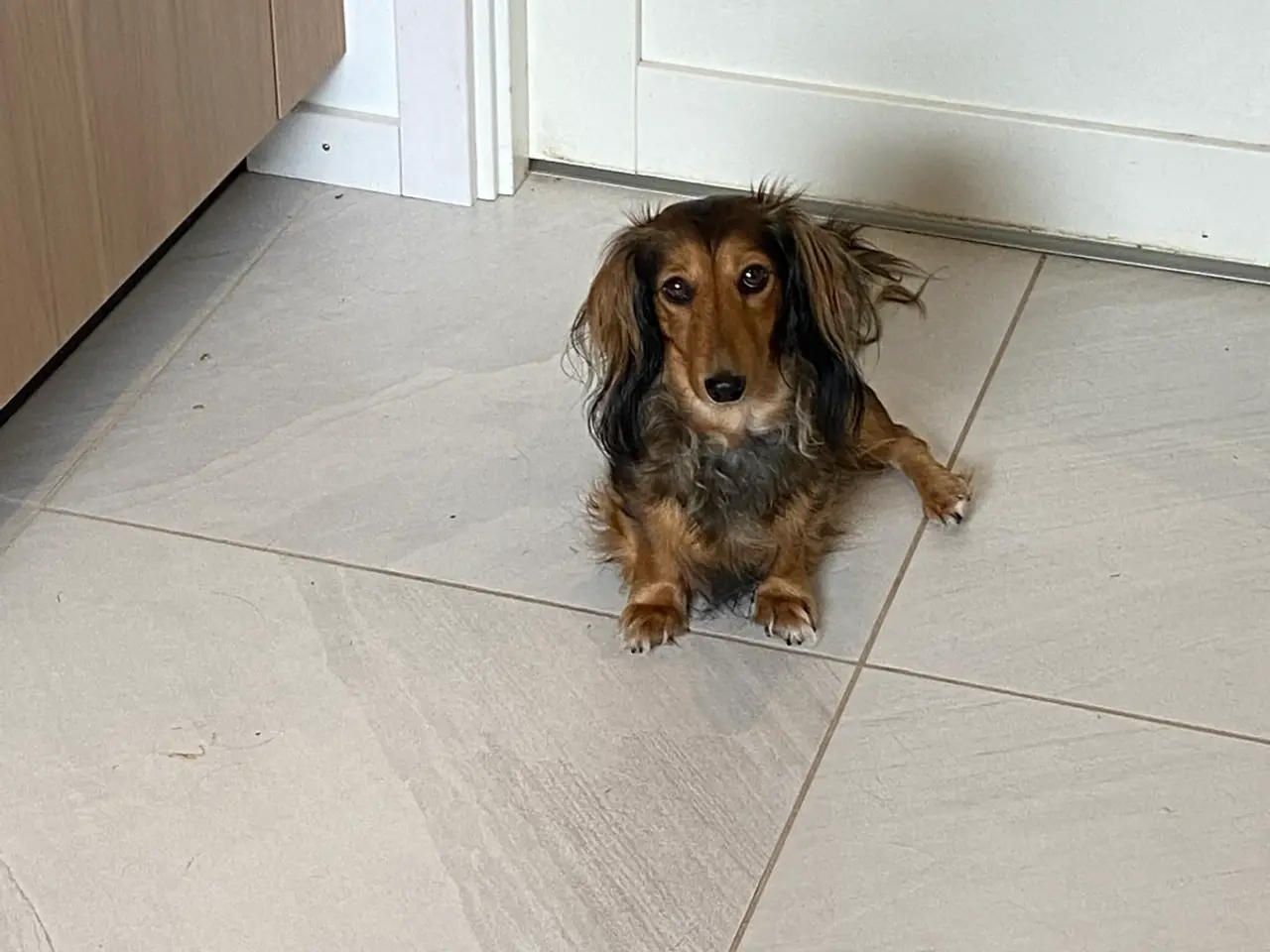 Billede 7 - Langhåret dværggravhund hvalp 7 uger