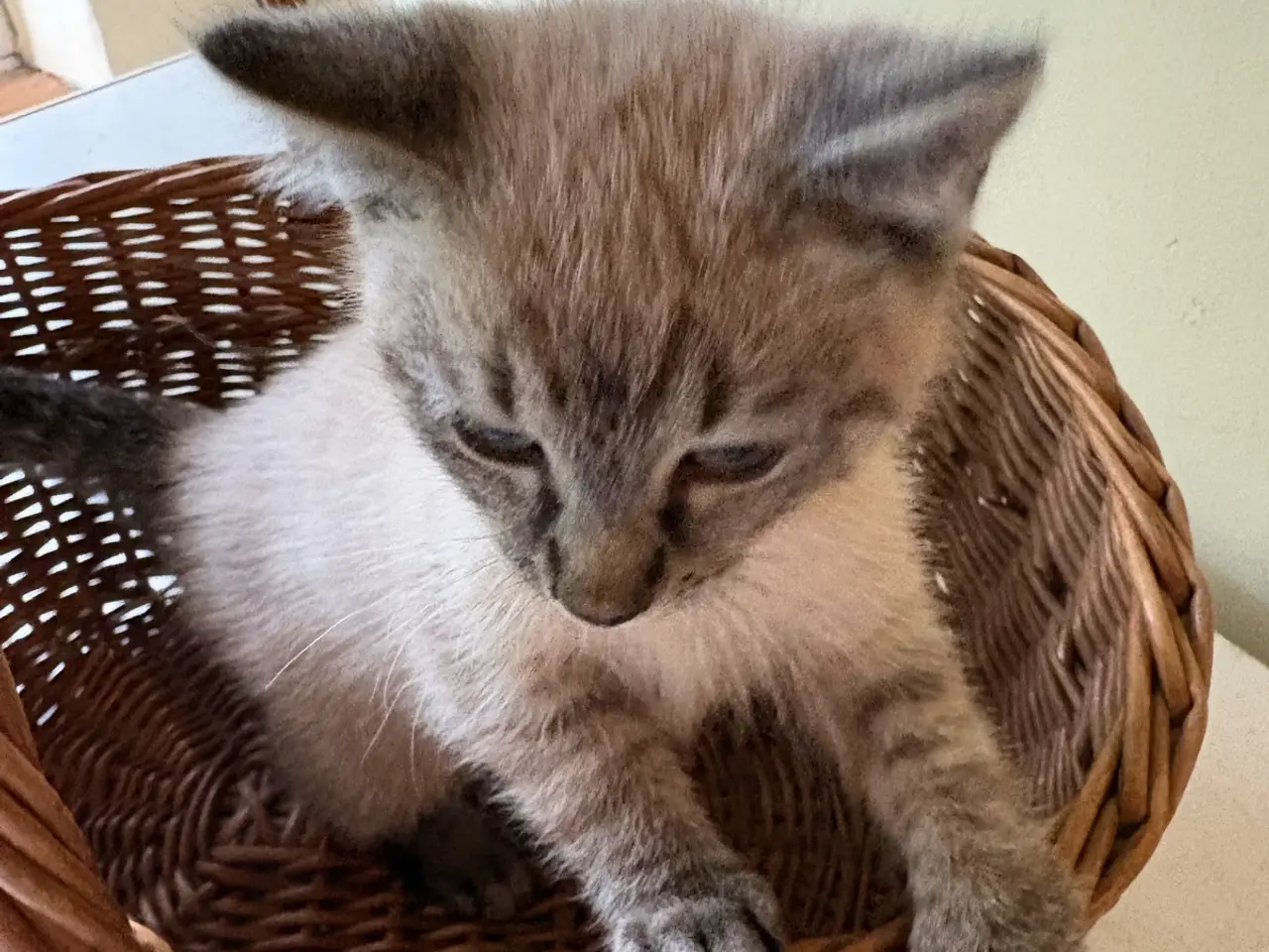 Billede 4 - Whiskat killinger